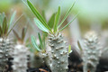 pachypodium inopiatum 03