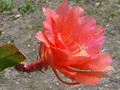 eh merlene paetz 1021 1270
