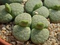 lithops fulviceps aurea c363 01
