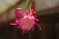 eh exotica 6428 03