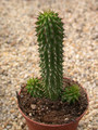 hoodia gordonii 03 