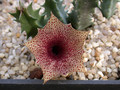 huernia clavigera pvb3736 2