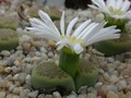 lithops hallii ochracea green soapstone3