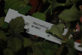 plectranthus ernestii 05