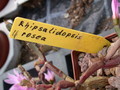 hatiora rosea 5323