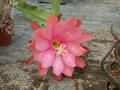 eh rose queen 8791 01 