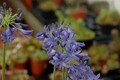 agapanthus inapertus liliput 01