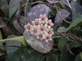 hoya caudata flower