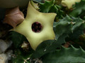 huernia primulina mbb6607 01