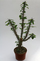 euphorbia bevilaniensis 0625