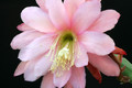 eh rose queen 8791 4733
