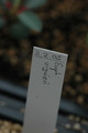 euphorbia viguieri 04