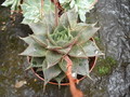echeveria purpusii 05
