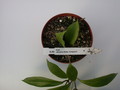 hoya camphorifolia 1410