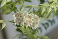 hoya lanceolata 8335 04
