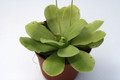pinguicula grandiflora 6307