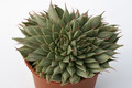 graptovera silver star 7267