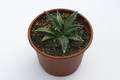 agave victoria reginae compacta 7856