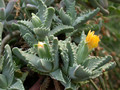 faucaria lupina 05