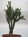 schlumbergera opuntioides 7724