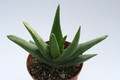 aloe krapohliana 6670