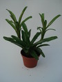 neoregelia schultesiana fireball 4587
