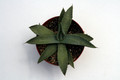 agave parryi couesii mg1897 22 0157