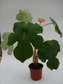 jatropha podagrica 762