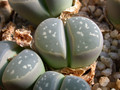 lithops optica c290 03