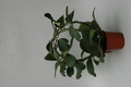 hoya kerrii 6526