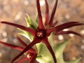 orbea baldratii d1416 06