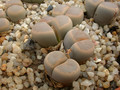 lithops dinteri vrevis c268 02