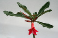 adenium cv pha dao 9999