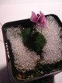 cyclamen coum 020