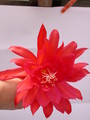 eh spring fling 9292 263