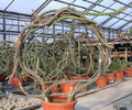 selenicereus grandiflorus 03