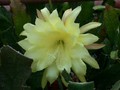 eh yellow gem 9910 
