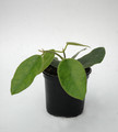 hoya lauterbachii 6542