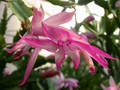 schlumbergera chiba princess 04