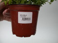 hoya bella louise buis 3987