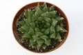 haworthia specksii jdv92 23 7274