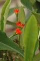 euphorbia vigueri 1082