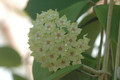 hoya parasitica india 13