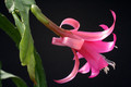 eh delicate jewel 6060 4439
