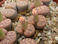 lithops dinteri multipunctata c181 03