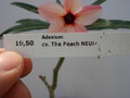 adenium hybr the peach006