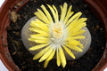 lithops terricolor prince albert c134 1348