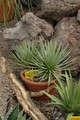 agave stricta echinoides