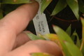 guzmania theresae 1161