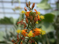 bulbine alooides1